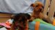 Maltese Puppies for sale in Gilroy, CA 95020, USA. price: NA