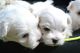 Maltese Puppies for sale in Brownsville, TX 78520, USA. price: NA