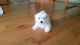 Maltese Puppies for sale in Pelham, AL 35124, USA. price: NA