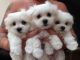 Maltese Puppies for sale in St Louis, MO 63101, USA. price: NA
