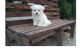 Maltese Puppies for sale in Annapolis, MD, USA. price: $650