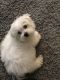 Maltese Puppies for sale in Charlotte, NC, USA. price: $350
