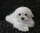 Maltese Puppies for sale in Warren, MI, USA. price: NA