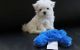 Maltese Puppies for sale in Cheyenne, WY, USA. price: $650
