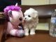 Maltese Puppies for sale in Newark, NJ, USA. price: $800