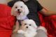 Maltese Puppies for sale in Santa Clara, CA 95051, USA. price: NA