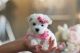 Maltese Puppies for sale in Norman, OK, USA. price: NA