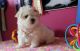Maltese Puppies for sale in Wyoming, MI, USA. price: NA