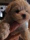 Maltese Puppies for sale in Hastings, MI 49058, USA. price: NA