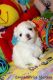 Maltese Puppies for sale in Auburn, WA, USA. price: NA