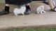 Maltese Puppies for sale in Dublin, OH 43017, USA. price: NA