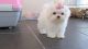Maltese Puppies for sale in Lancaster, MA, USA. price: NA