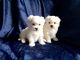 Maltese Puppies for sale in Brownsville, TX 78520, USA. price: NA