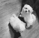 Maltese Puppies for sale in San Jose, CA, USA. price: $400