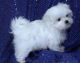 Maltese Puppies for sale in Albuquerque, NM 87101, USA. price: NA