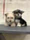 Maltese Puppies for sale in Cleveland, GA 30528, USA. price: NA