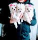 Maltese Puppies for sale in Cleveland, GA 30528, USA. price: NA