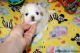 Maltese Puppies for sale in Auburn, WA, USA. price: NA