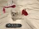 Maltese Puppies for sale in Crofton, MD 21114, USA. price: $1,500
