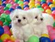 Maltese Puppies for sale in 2483 Dundas St W, Oakville, ON L6M 4J4, Canada. price: NA