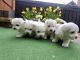 Maltese Puppies for sale in Birmingham, AL 35243, USA. price: $150