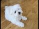 Maltese Puppies for sale in Pennsylvania Plaza, New York, NY, USA. price: $500
