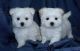 Maltese Puppies for sale in 23450 US-19, Cedar Bluff, VA 24609, USA. price: $500