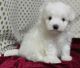 Maltese Puppies for sale in Rowland, PA, USA. price: NA