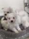 Maltese Puppies for sale in Delaware, OH 43015, USA. price: NA