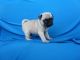Maltese Puppies for sale in KY-44, Shepherdsville, KY 40165, USA. price: NA