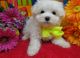 Maltese Puppies for sale in Ocala, FL, USA. price: NA