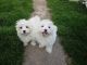 Maltese Puppies for sale in 60102 Church St, Grand Junction, MI 49056, USA. price: NA