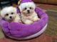 Maltese Puppies for sale in St Louis, MO 63101, USA. price: $320