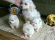 Maltese Puppies for sale in Salina, KS, USA. price: NA