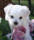 Maltese Puppies for sale in Germantown Ave, Philadelphia, PA, USA. price: $450