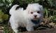 Maltese Puppies for sale in Teterboro, NJ, USA. price: NA
