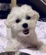Maltese Puppies for sale in Maryland Heights, MO, USA. price: NA