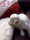 Maltese Puppies for sale in Wetumpka, AL, USA. price: $800