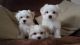 Maltese Puppies for sale in Newark, NJ, USA. price: $400