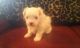 Maltese Puppies for sale in Paris, KY 40361, USA. price: $650