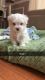Maltese Puppies for sale in Sayreville, NJ, USA. price: NA