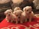 Maltese Puppies for sale in Victorville, CA, USA. price: NA