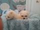 Maltese Puppies for sale in 32901 CA-1, Fort Bragg, CA 95437, USA. price: NA
