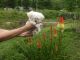 Maltese Puppies for sale in Marion, NC 28752, USA. price: $1,250