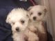 Maltese Puppies for sale in Castle Rock, CO, USA. price: NA