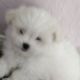 Maltese Puppies for sale in Naples, FL, USA. price: NA