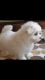 Maltese Puppies for sale in Pottstown, PA 19464, USA. price: NA