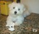 Maltese Puppies for sale in Columbus, GA, USA. price: $400