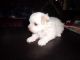 Maltese Puppies for sale in Paris, KY 40361, USA. price: $550