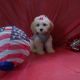 Maltese Puppies for sale in Oak Park, IL, USA. price: NA